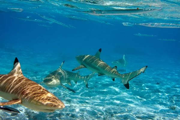 Tiburones sobre un arrecife de coral en el océano — Foto de Stock