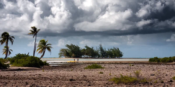 Tropik ada. Mercan alan ve palmiye ağaçları — Stok fotoğraf