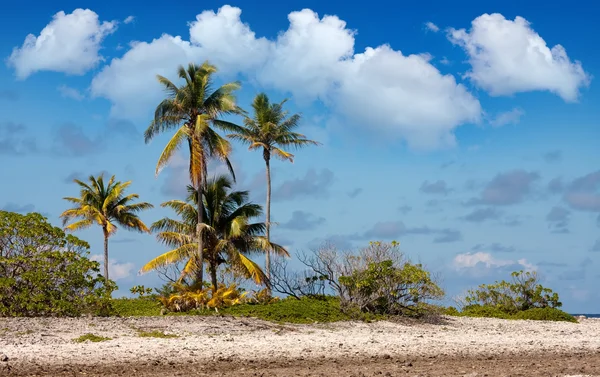 Tropische Insel. Korallenfelder und Palmen — Stockfoto