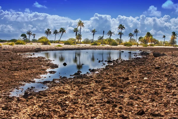 Tropisk ö. Korall fält och palmer — Stockfoto