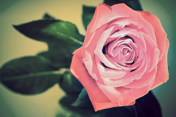 Rosa de jardín, con efecto retro — Foto de Stock