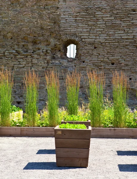 Beautiful green plants at an ancient fortification. — Stock Photo, Image