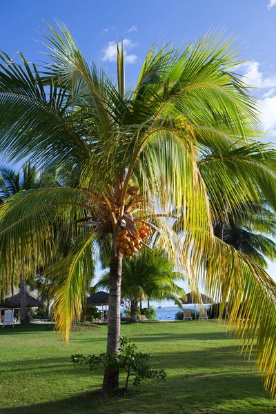 Palmeiras na ilha tropical — Fotografia de Stock