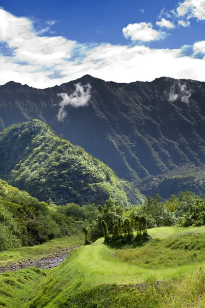 Tahitille. Tie vuorilla. Trooppinen luonto . — kuvapankkivalokuva