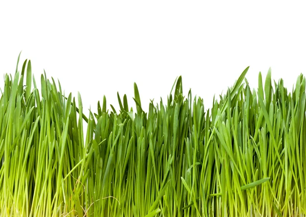 Hierba verde sobre un fondo blanco —  Fotos de Stock