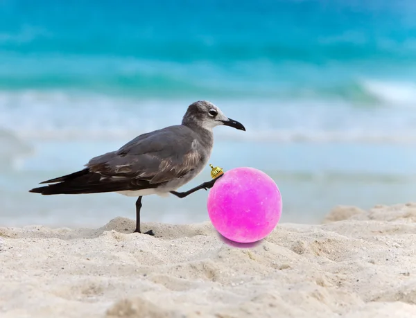 The seagull touches the New Year's ball on a beach near the sea — Stock Photo, Image