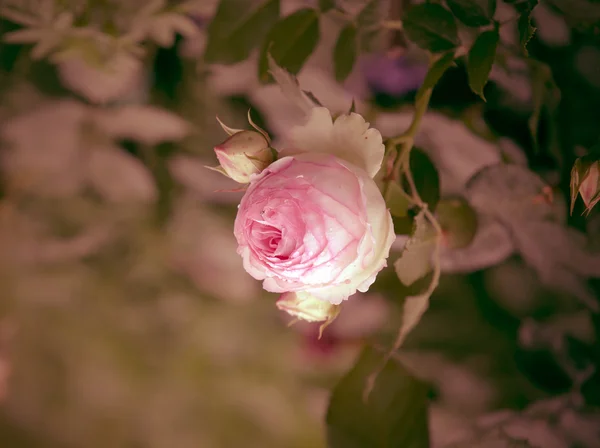 Garden rose — Stock Photo, Image