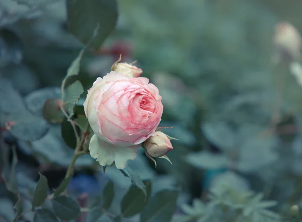 Garden rose — Stock Photo, Image