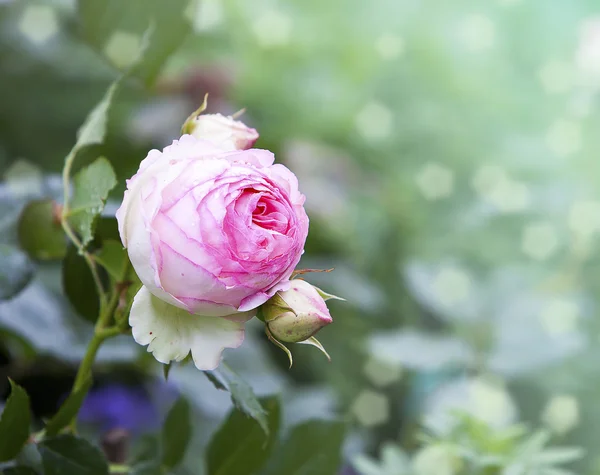Garden rose — Stock Photo, Image