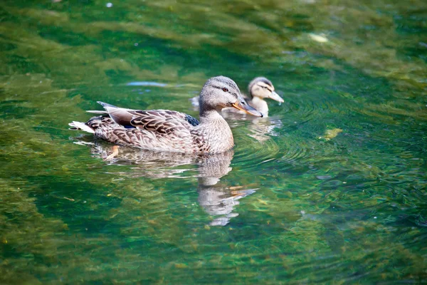 Havuzumda ördek — Stok fotoğraf