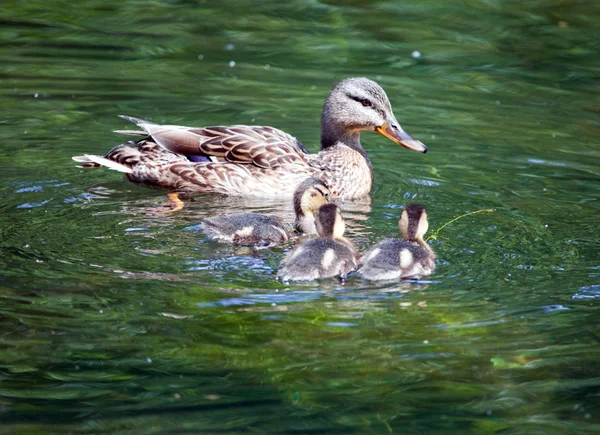 Ducklings göl ile ördek — Stok fotoğraf