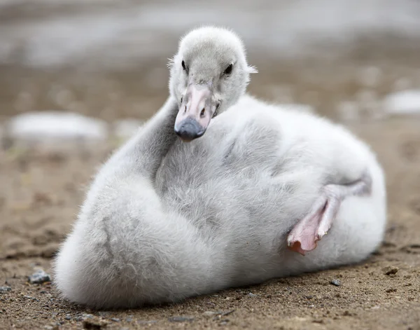 Babyfågel av en svan i sjön — Stockfoto