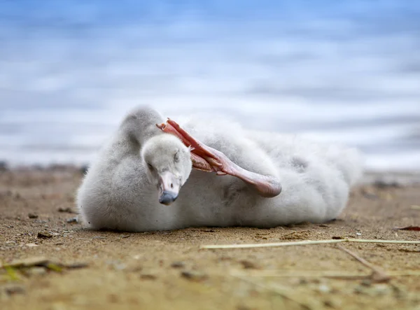 Der junge Schwan putzt Federn am Ufer des Sees — Stockfoto