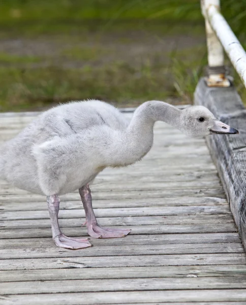 The baby bird of a swan — Stock Photo, Image