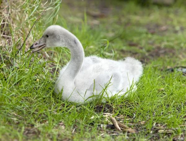 Baby ptak łabędź — Zdjęcie stockowe