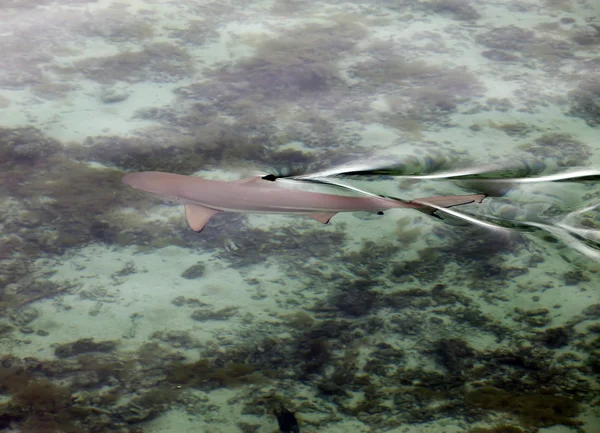 礁鲨，通过水的清澈见底的顶视图 — 图库照片