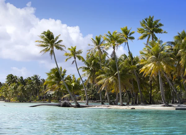 Palm trees on island in the sea — Stock Photo, Image