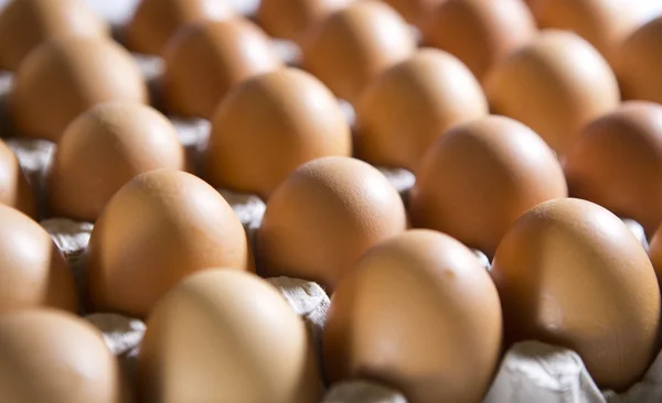 계란 판지 지원에 거짓말 — 스톡 사진