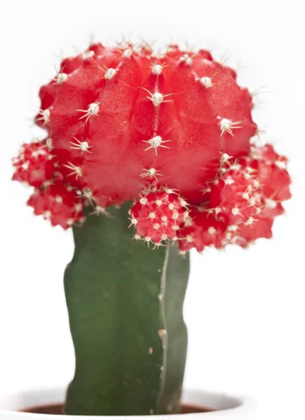 Cactus sobre fondo blanco, gymnocalycium mihanovichii variegata —  Fotos de Stock