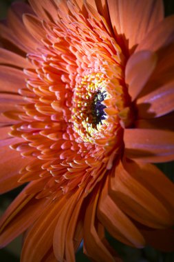 Kırmızı Transvaal papatya çiçek, küçük netlik derinliği