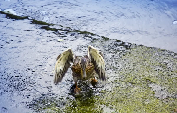 De drake golven vleugels in de rivier — Stockfoto