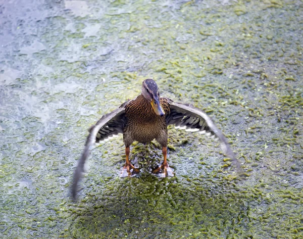 The drake waves wings in the river — Stock Photo, Image