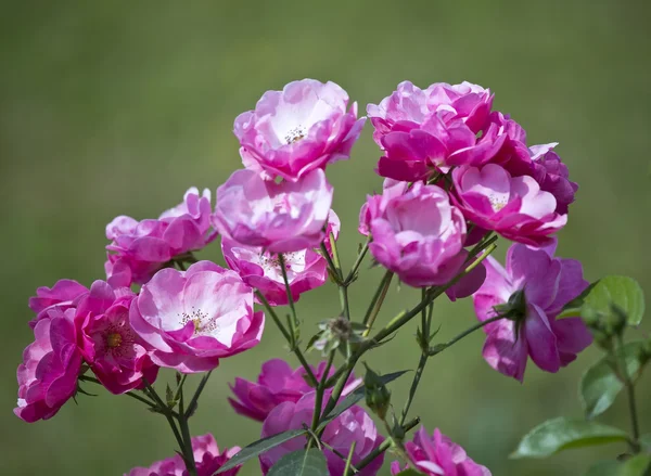 Rosenbusch — Stockfoto