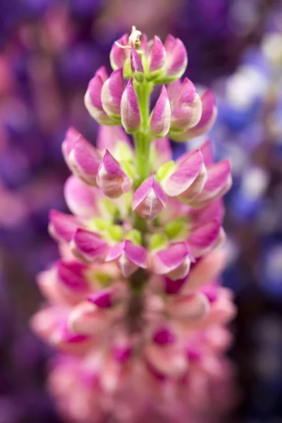 Bouquet of lupines — Stock Photo, Image