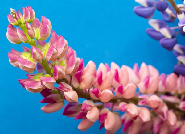 Bouquet of lupines — Stock Photo, Image