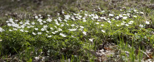 첫 번째 봄 꽃-하얀 snowdrops, 파노라마 — 스톡 사진