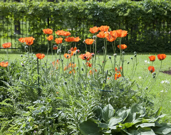 Cama con amapolas rojas — Foto de Stock