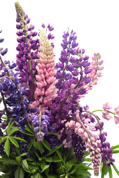 Bouquet of lupines Royalty Free Stock Images