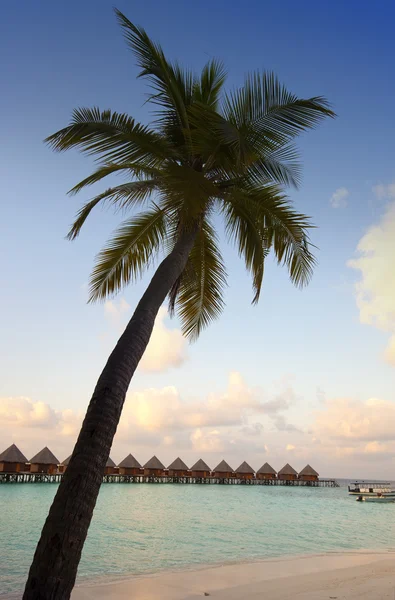 Cabanas no mar e uma palmeira — Fotografia de Stock