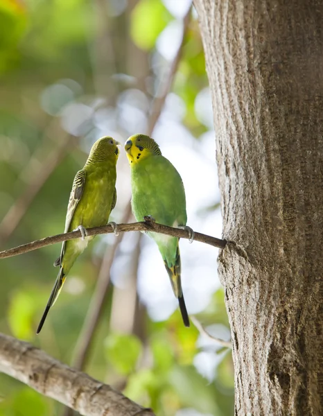 Budgerigar no ramo — Fotografia de Stock