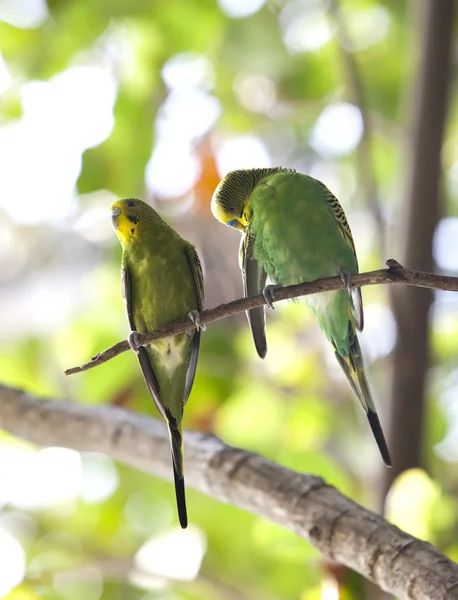 Budgerigar на филиале — стоковое фото