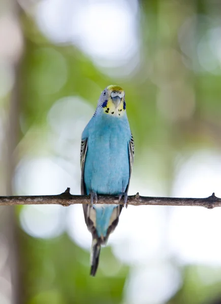 Budgerigar on branch — Stock Photo, Image