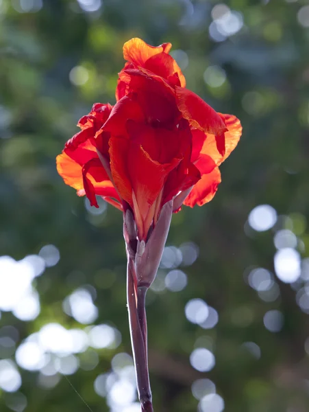 Red tropical flower — Stock Photo, Image