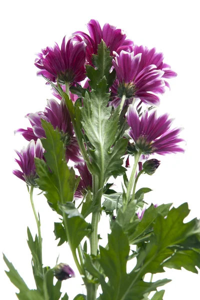 Branch bush crimson chrysanthemums — Stock Photo, Image