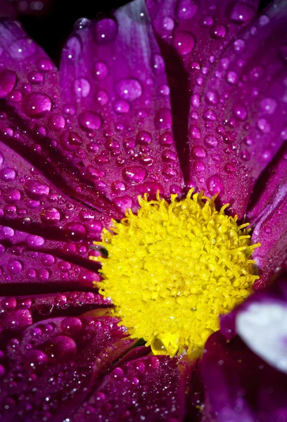 Blüte einer leuchtend purpurroten Chrysantheme in Wassertropfen — Stockfoto