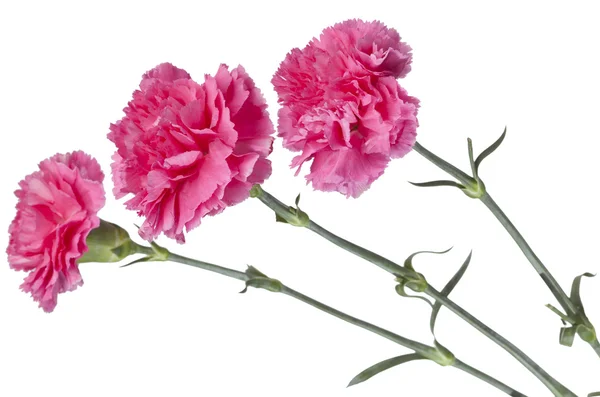 Trzy goździki różowy — Zdjęcie stockowe