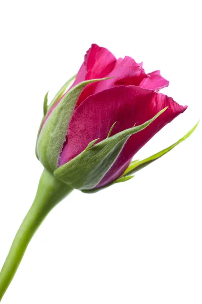 Knop van een roos — Stockfoto
