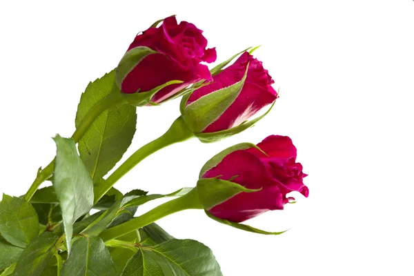 红玫瑰花束 — 图库照片