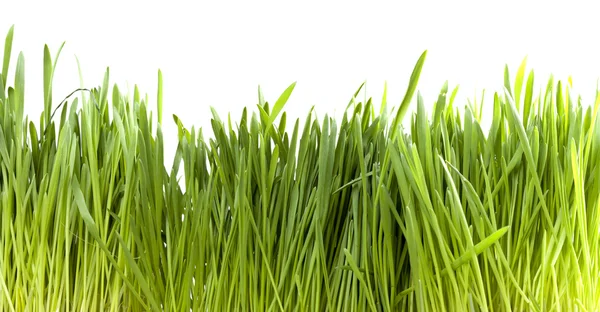 Green grass on a white background — Stock Photo, Image