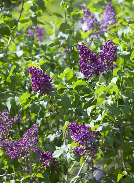 Bush of the blossoming lilac, focus on the top inflorescences — Stock Photo, Image