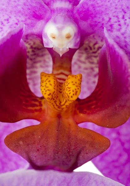 Núcleo da flor da orquídea — Fotografia de Stock