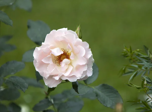 Die blühende Rose in einem Garten — Stockfoto