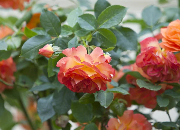 Bush rose — Stock Photo, Image