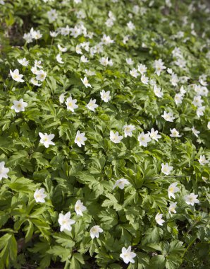 İlk bahar çiçekleri - beyaz kardelen