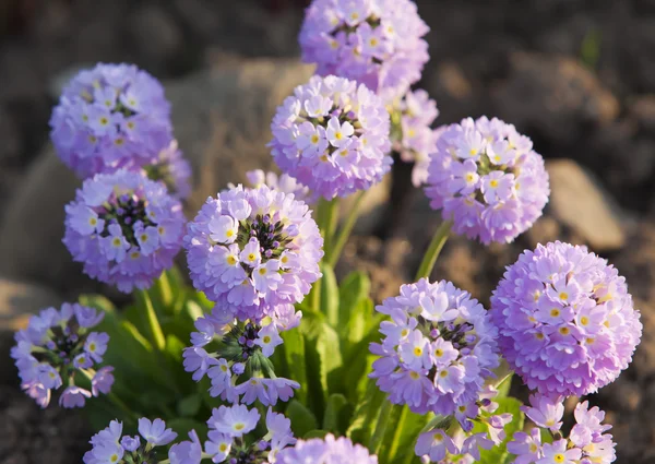 Oignons décoratifs en fleurs (Allium  ) — Photo