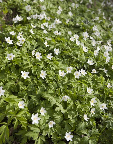 Перші весняні квіти - білі проліски — стокове фото